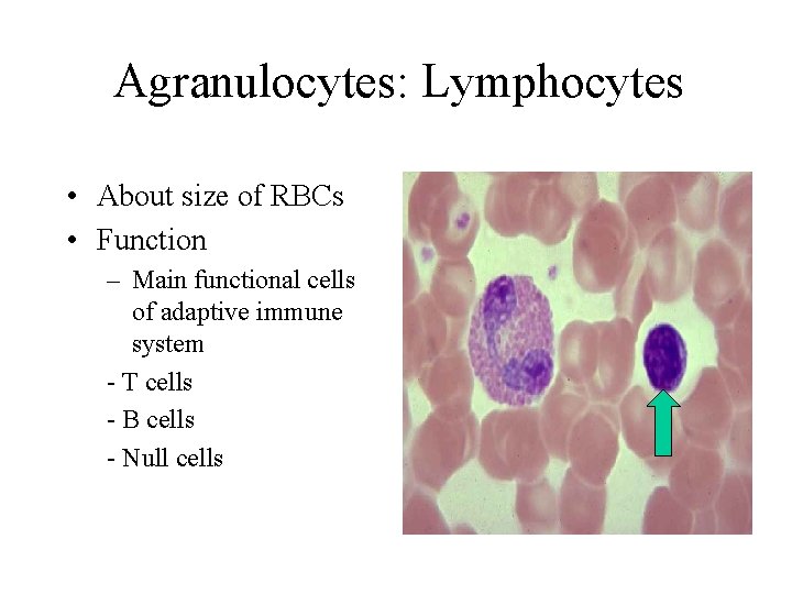 Agranulocytes: Lymphocytes • About size of RBCs • Function – Main functional cells of