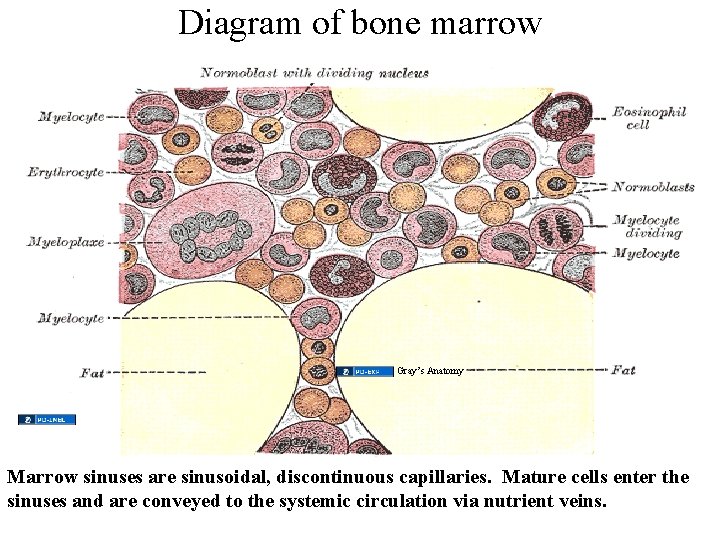 Diagram of bone marrow Blood flow through marrow: Gray’s Anatomy Source Undetermined Marrow sinuses