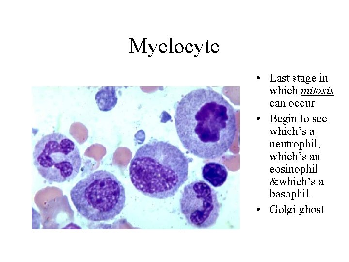 Myelocyte • Last stage in which mitosis can occur • Begin to see which’s