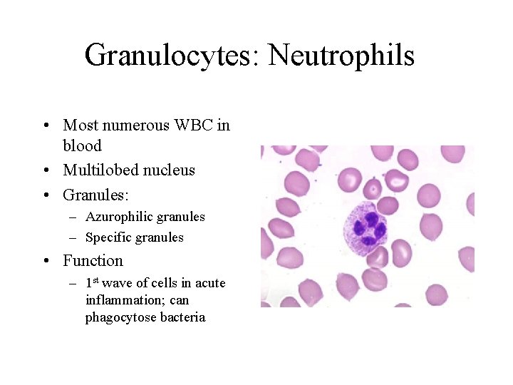 Granulocytes: Neutrophils • Most numerous WBC in blood • Multilobed nucleus • Granules: –