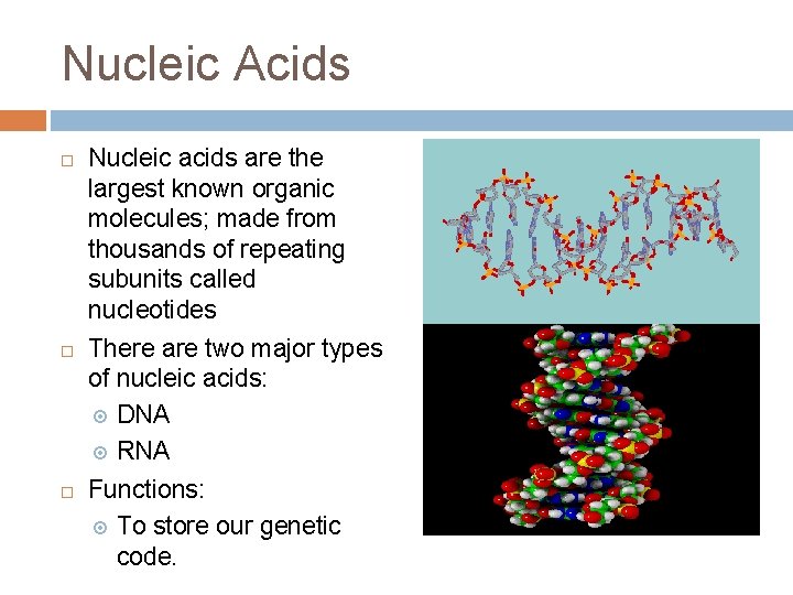 Nucleic Acids Nucleic acids are the largest known organic molecules; made from thousands of