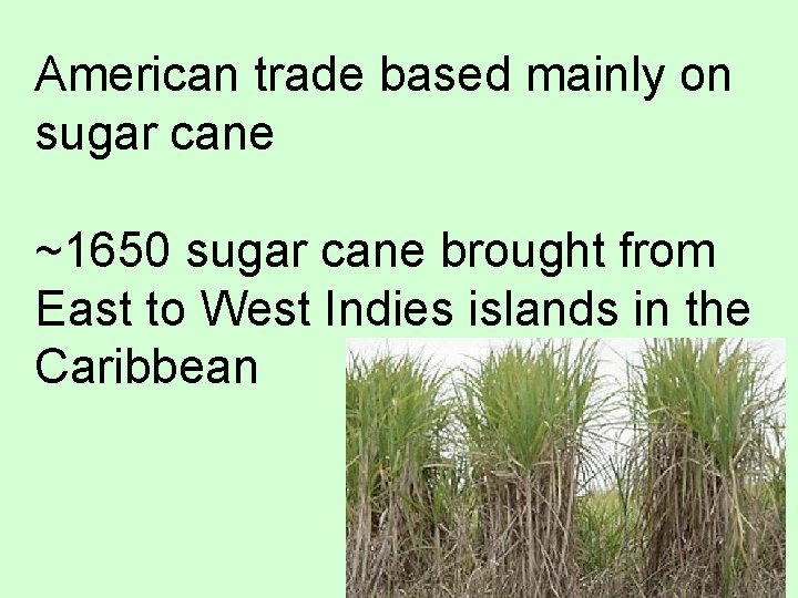 American trade based mainly on sugar cane ~1650 sugar cane brought from East to