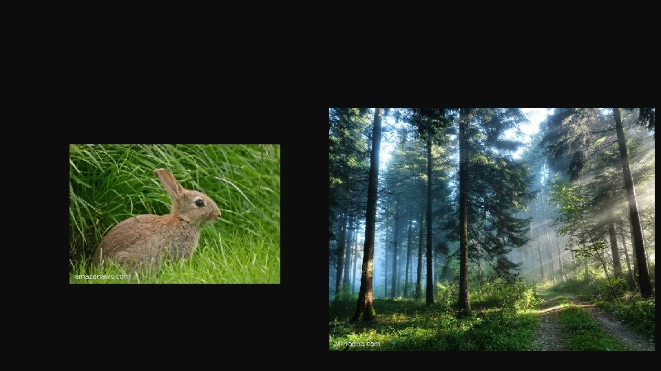 amazonaws. com Miriadna. com 