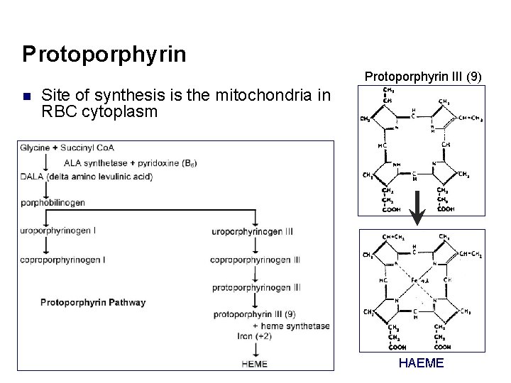 Protoporphyrin III (9) n Site of synthesis is the mitochondria in RBC cytoplasm HAEME