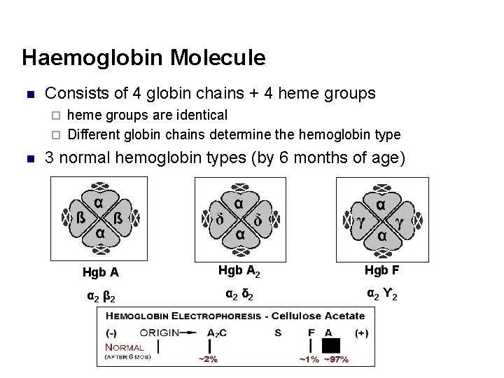 Haemoglobin Molecule n Consists of 4 globin chains + 4 heme groups are identical