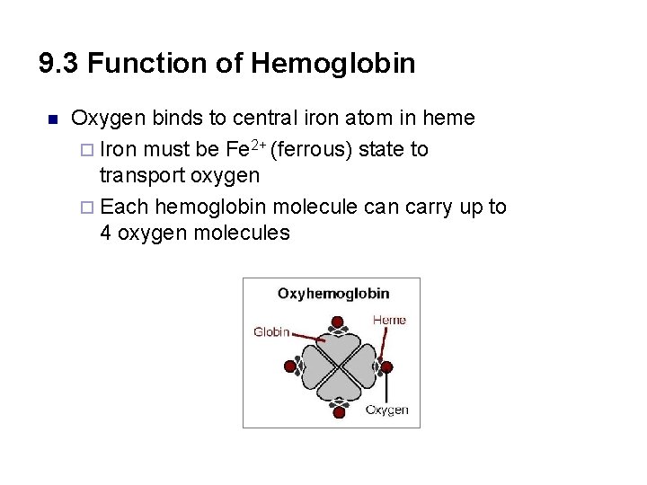 9. 3 Function of Hemoglobin n Oxygen binds to central iron atom in heme
