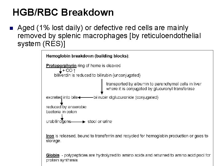 HGB/RBC Breakdown n Aged (1% lost daily) or defective red cells are mainly removed