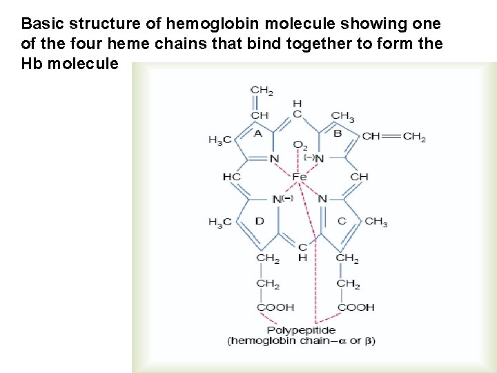 Basic structure of hemoglobin molecule showing one of the four heme chains that bind