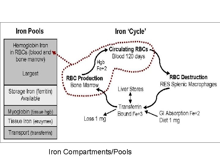 Iron Compartments/Pools 