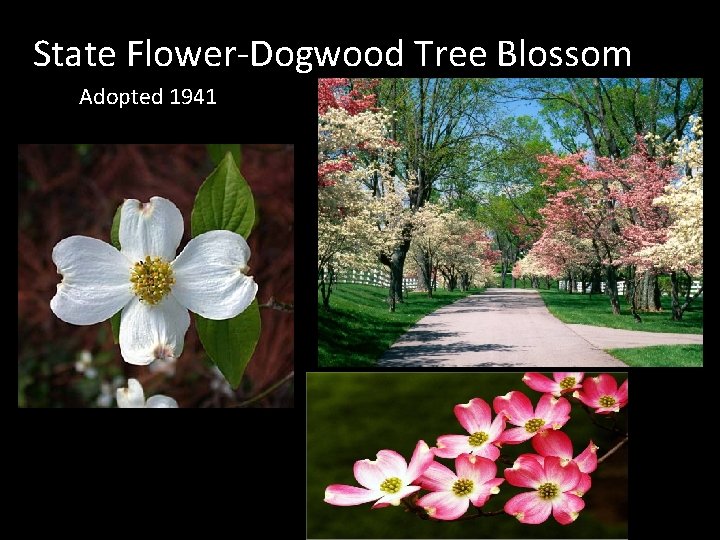 State Flower-Dogwood Tree Blossom Adopted 1941 