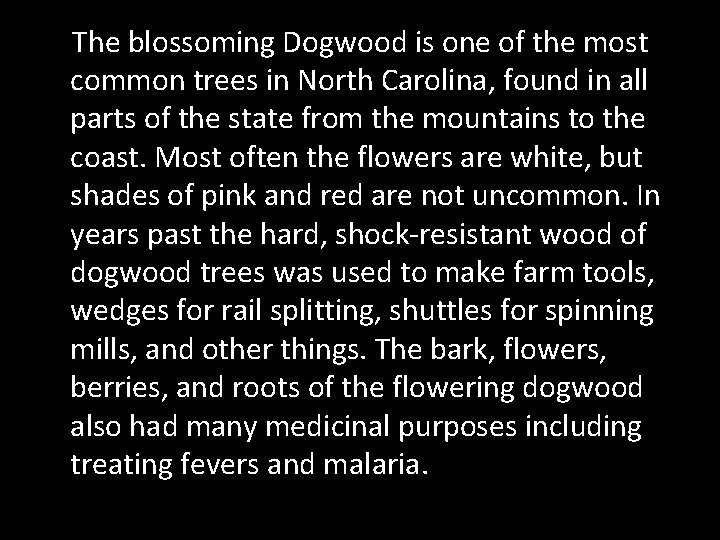 The blossoming Dogwood is one of the most common trees in North Carolina, found