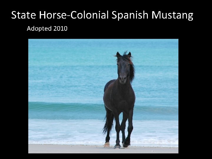 State Horse-Colonial Spanish Mustang Adopted 2010 