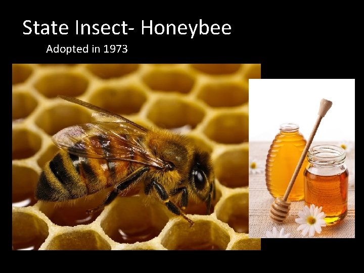 State Insect- Honeybee Adopted in 1973 