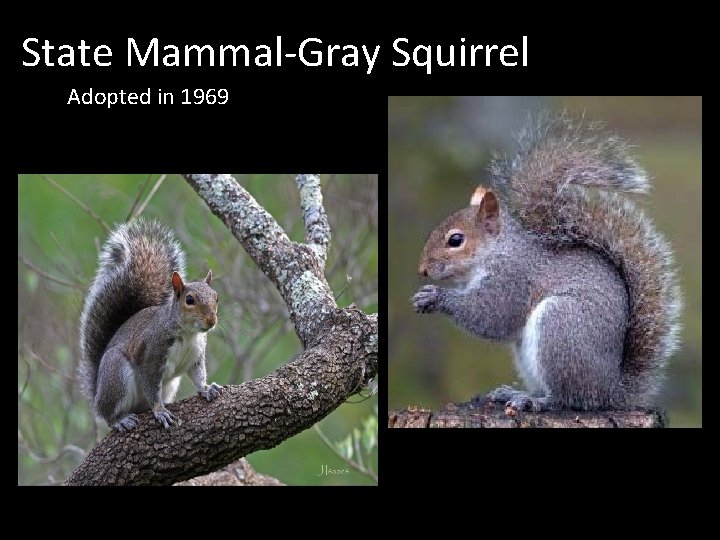 State Mammal-Gray Squirrel Adopted in 1969 