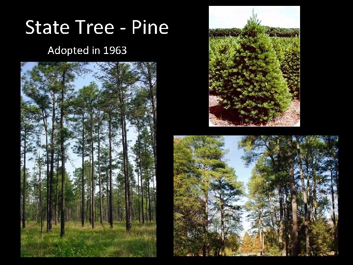 State Tree - Pine Adopted in 1963 