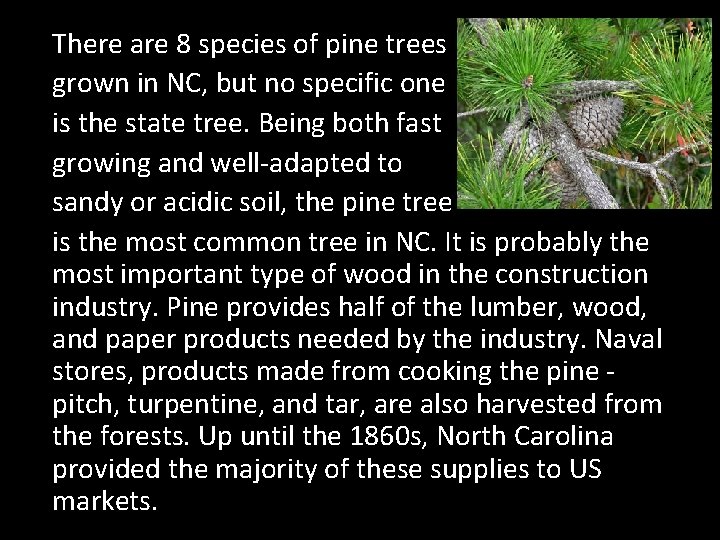 There are 8 species of pine trees grown in NC, but no specific one