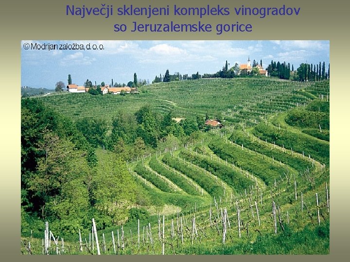 Največji sklenjeni kompleks vinogradov so Jeruzalemske gorice 