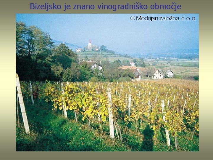 Bizeljsko je znano vinogradniško območje 