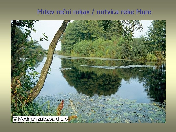 Mrtev rečni rokav / mrtvica reke Mure 