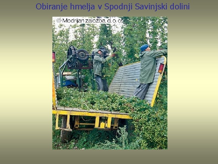 Obiranje hmelja v Spodnji Savinjski dolini 