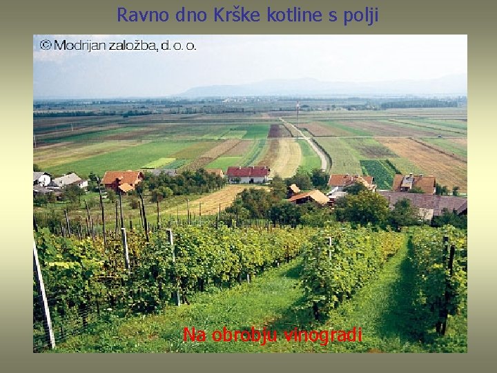 Ravno dno Krške kotline s polji Na obrobju vinogradi 