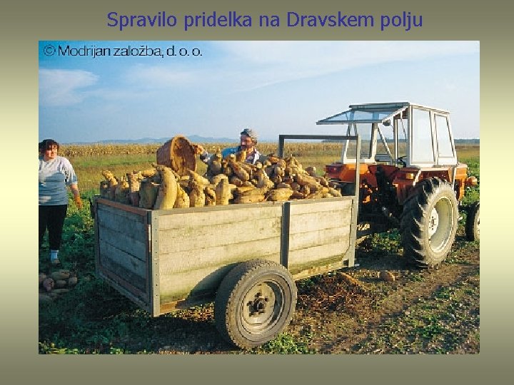 Spravilo pridelka na Dravskem polju 