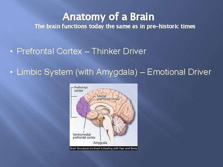 Anatomy of a Brain The brain functions today the same as in pre-historic times