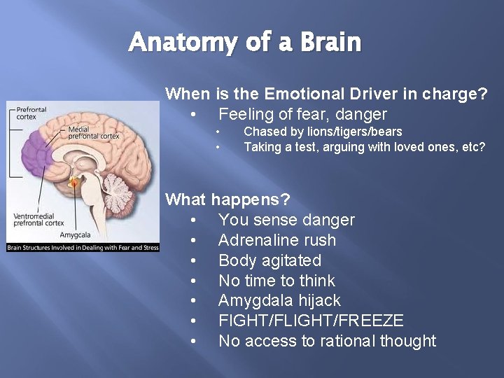 Anatomy of a Brain When is the Emotional Driver in charge? • Feeling of