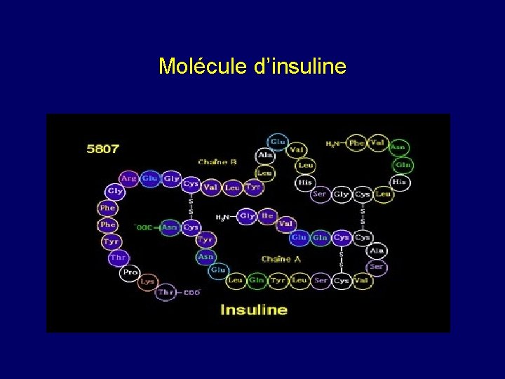 Molécule d’insuline 