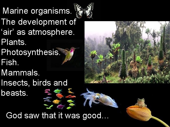 Marine organisms. The development of ‘air’ as atmosphere. Plants. Photosynthesis. Fish. Mammals. Insects, birds