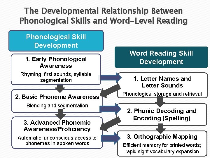 The Developmental Relationship Between Phonological Skills and Word-Level Reading Phonological Skill Development 1. Early