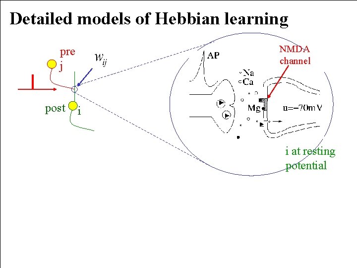 Detailed models of Hebbian learning NMDA channel pre j post i i at resting