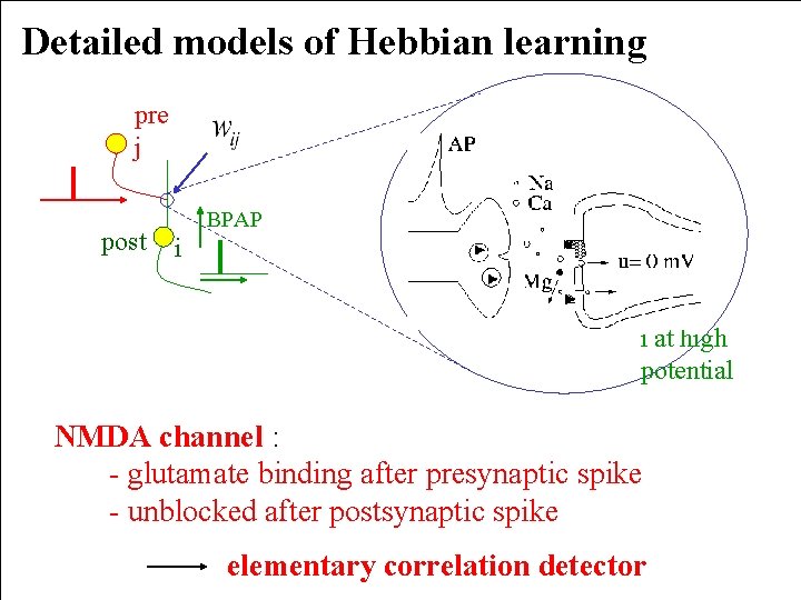 Detailed models of Hebbian learning pre j post BPAP i i at high potential