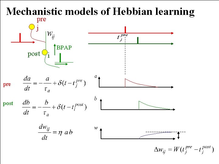 Mechanistic models of Hebbian learning pre j post BPAP i a pre post b