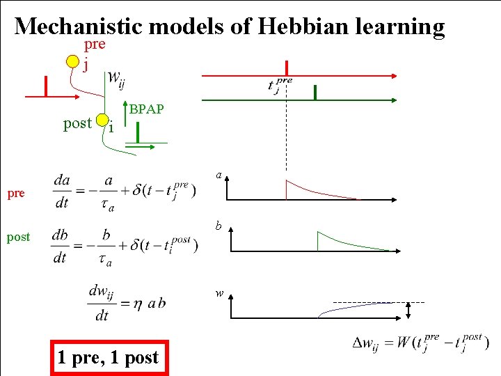 Mechanistic models of Hebbian learning pre j post BPAP i a pre b post