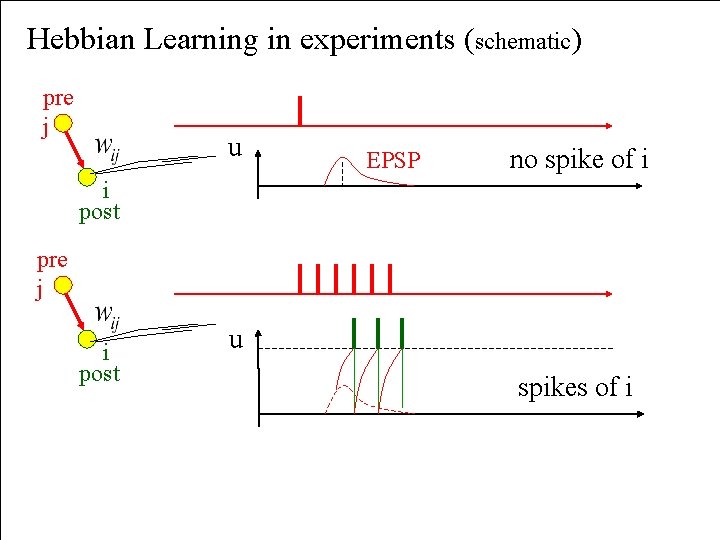 Hebbian Learning in experiments (schematic) pre j u EPSP no spike of i i