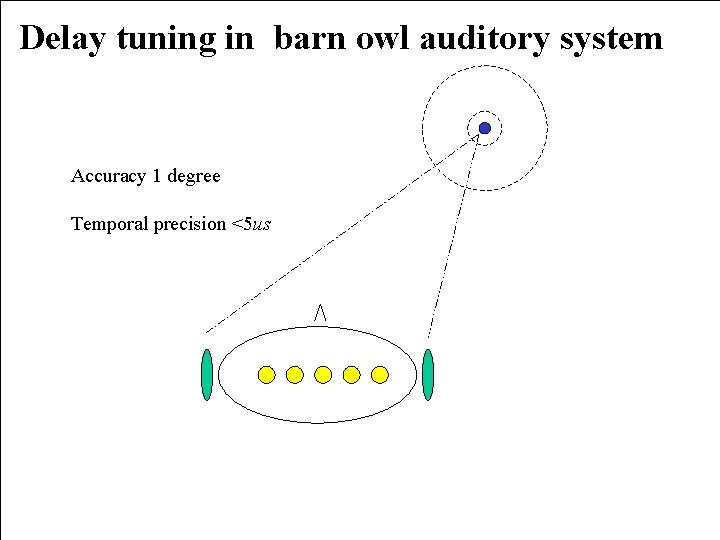 Delay tuning in barn owl auditory system Accuracy 1 degree Temporal precision <5 us