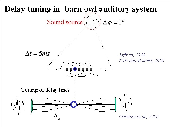 Delay tuning in barn owl auditory system Sound source Jeffress, 1948 Carr and Konishi,