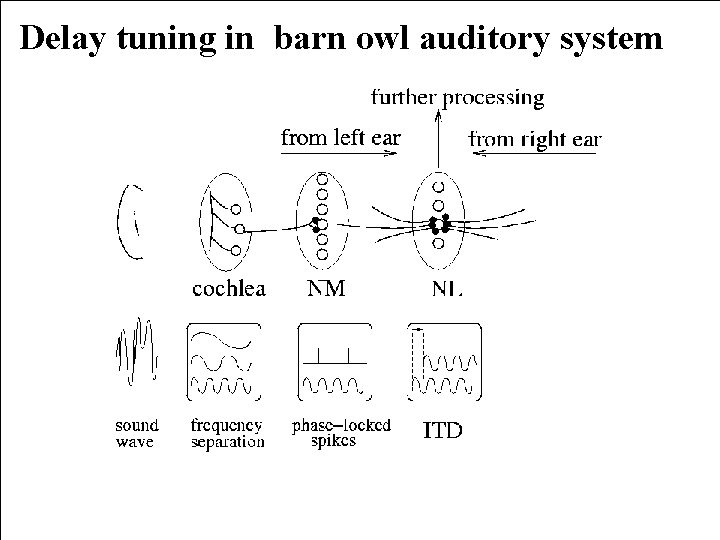 Delay tuning in barn owl auditory system 