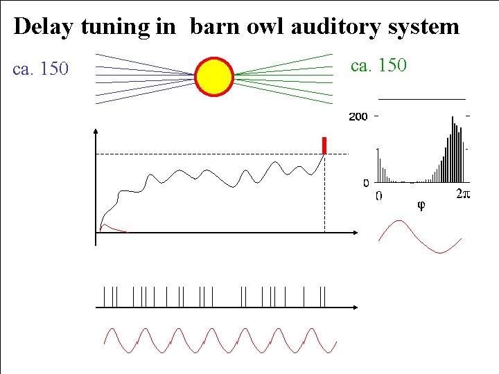 Delay tuning in barn owl auditory system ca. 150 