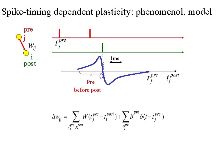 Spike-timing dependent plasticity: phenomenol. model pre j i post 1 ms 0 Pre before