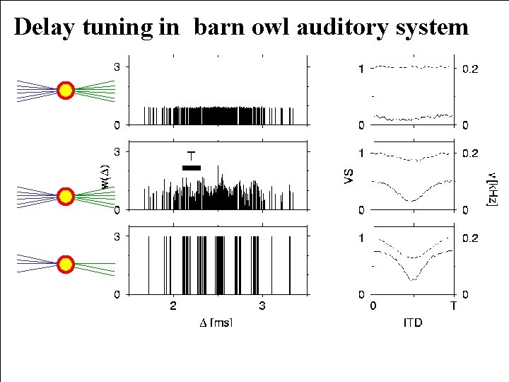 Delay tuning in barn owl auditory system 