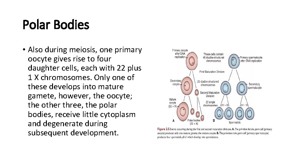 Polar Bodies • Also during meiosis, one primary oocyte gives rise to four daughter