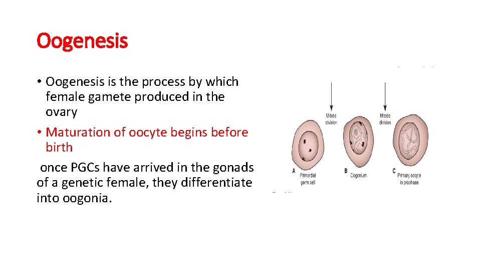 Oogenesis • Oogenesis is the process by which female gamete produced in the ovary