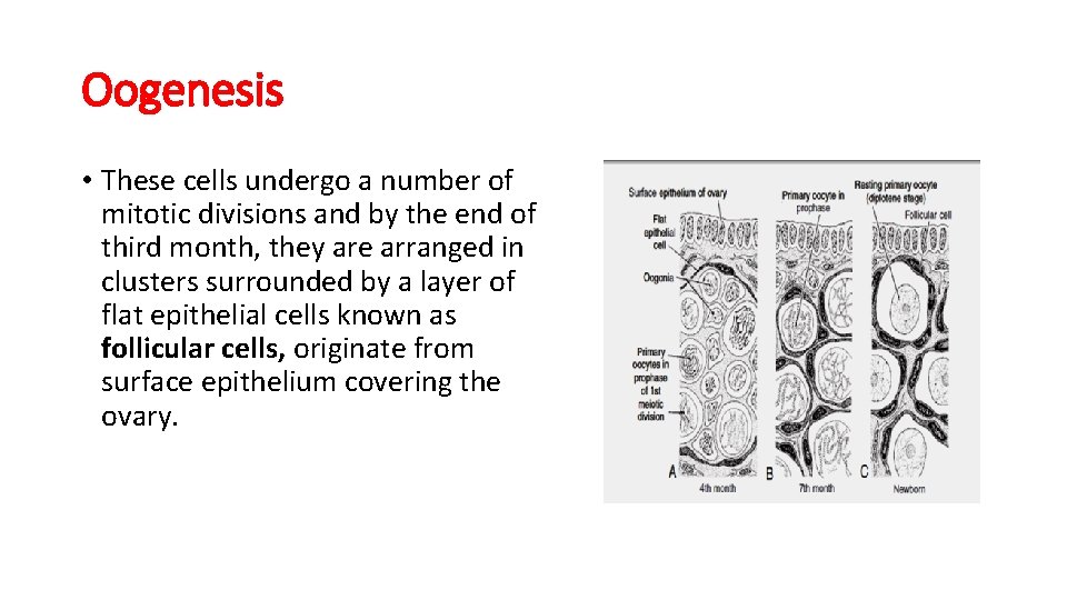 Oogenesis • These cells undergo a number of mitotic divisions and by the end