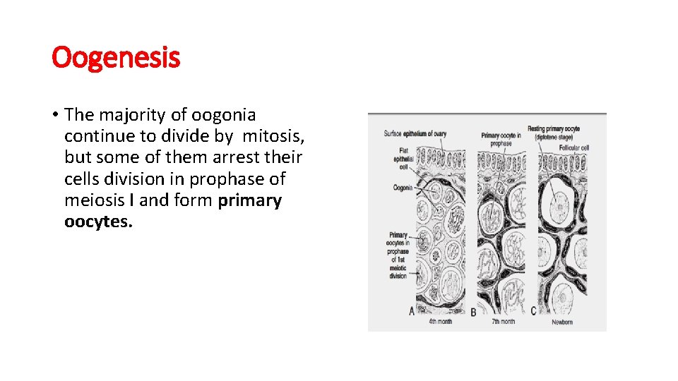 Oogenesis • The majority of oogonia continue to divide by mitosis, but some of