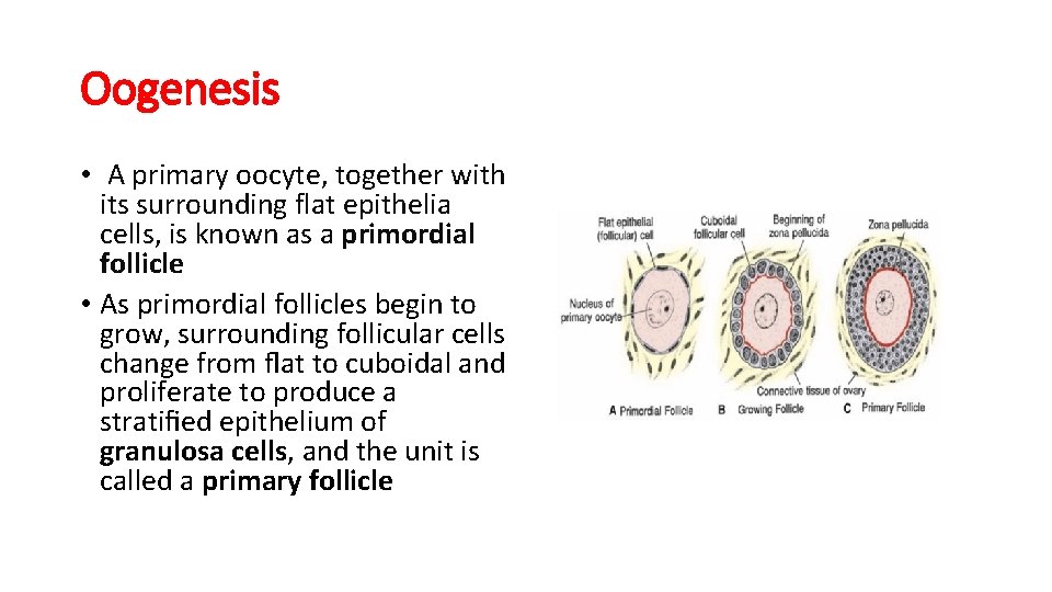 Oogenesis • A primary oocyte, together with its surrounding flat epithelia cells, is known