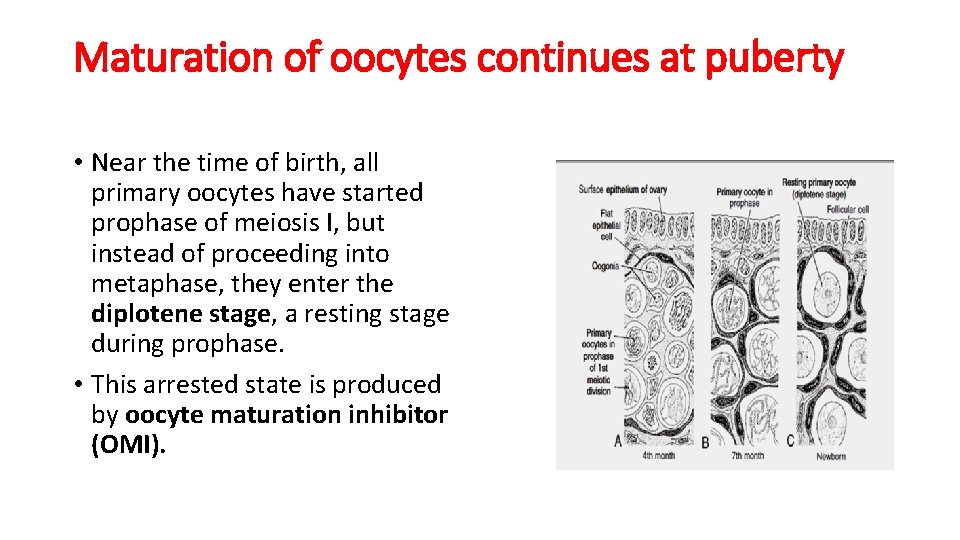Maturation of oocytes continues at puberty • Near the time of birth, all primary