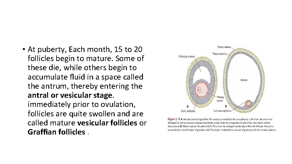  • At puberty, Each month, 15 to 20 follicles begin to mature. Some