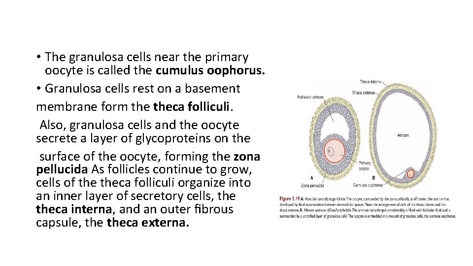  • The granulosa cells near the primary oocyte is called the cumulus oophorus.